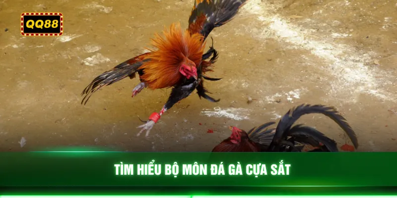 Tìm hiểu bộ môn đá gà cựa sắt
